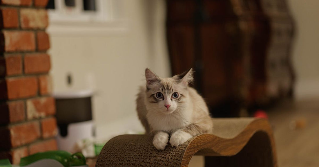 Cute domestic cat with blue eyes lounging indoors on a scratcher, next to brick wall.