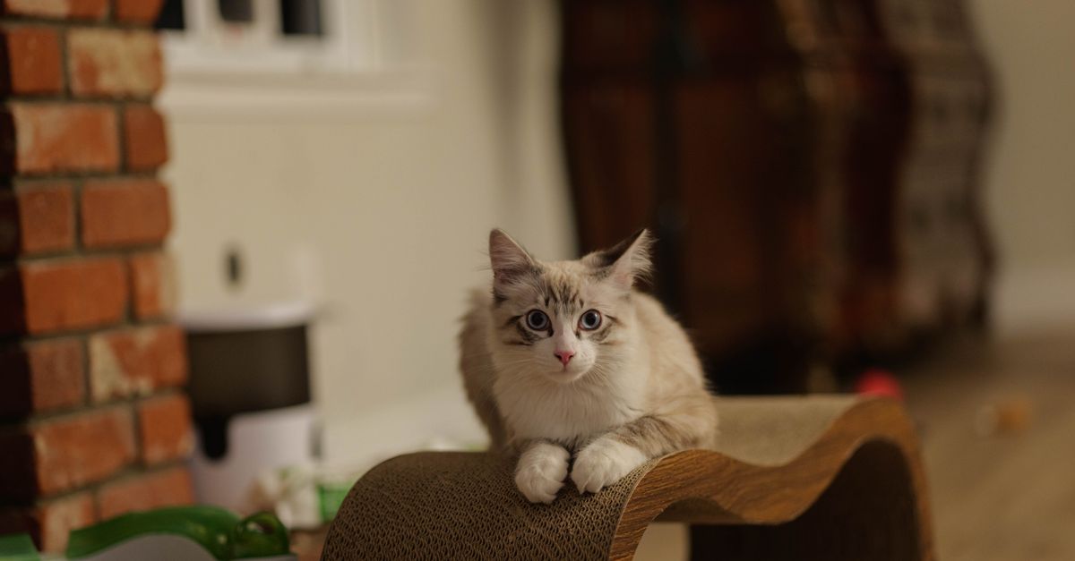 Cute domestic cat with blue eyes lounging indoors on a scratcher, next to brick wall.