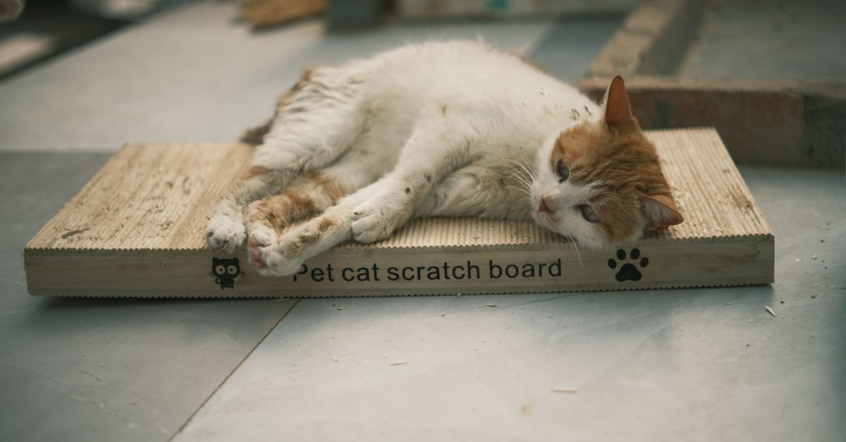 A close-up of a relaxed cat lying on a pet scratch board indoors.