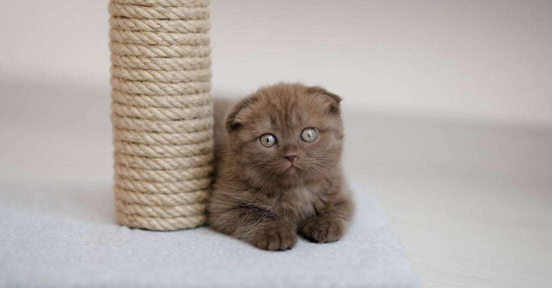 A cute brown kitten sits beside a scratching post indoors, showcasing its fluffy fur and playful eyes.