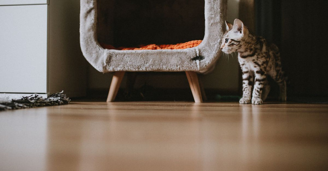 Bengal kitten standing next to a cozy pet bed in a modern apartment interior.