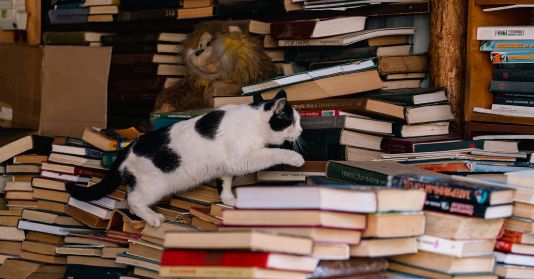 A curious black and white cat climbs stacks of books inside a cozy bookstore, conveying a sense of adventure.
