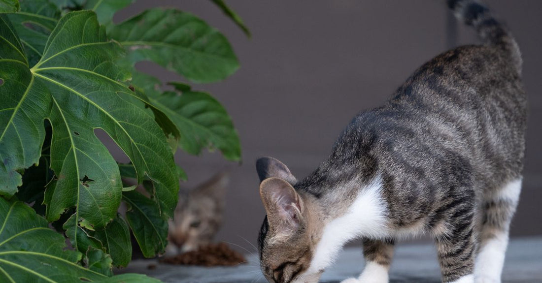 A tabby cat explores on a patio with lush green fig leaves nearby, capturing curiosity and nature.