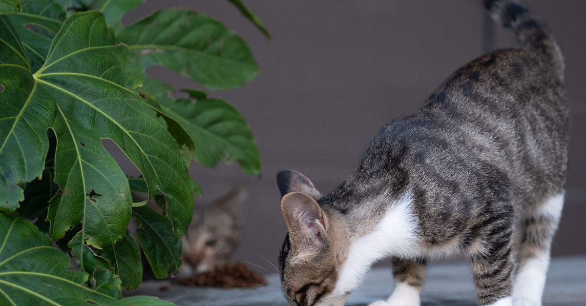 A tabby cat explores on a patio with lush green fig leaves nearby, capturing curiosity and nature.
