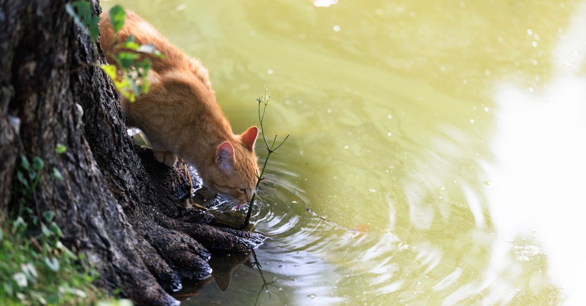 A ginger cat leans over a pond's edge, drinking water gracefully on a sunny day.