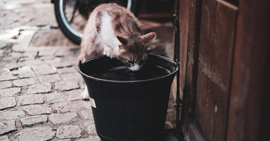 A curious cat drinking from a black bucket on a cobblestone street.