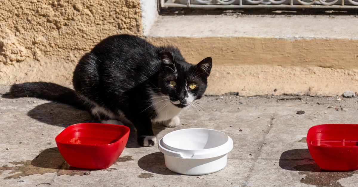 Black and white cat crouching beside empty food bowls outdoors on a sunny day.