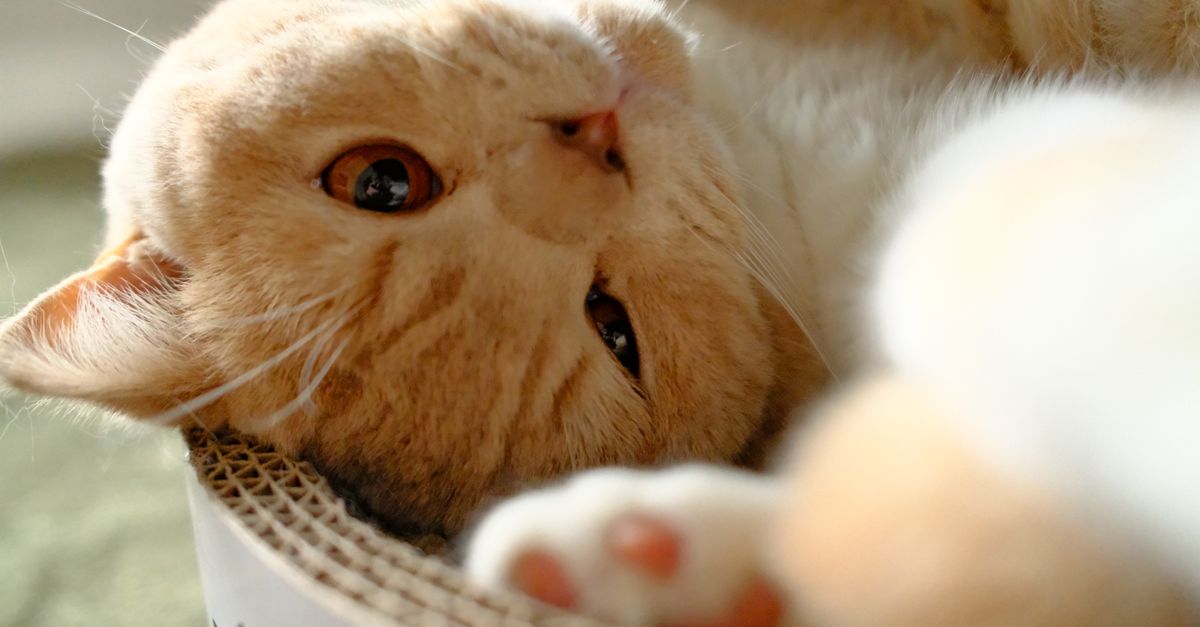 Cozy ginger cat relaxing playfully on a cardboard scratcher, close-up view.