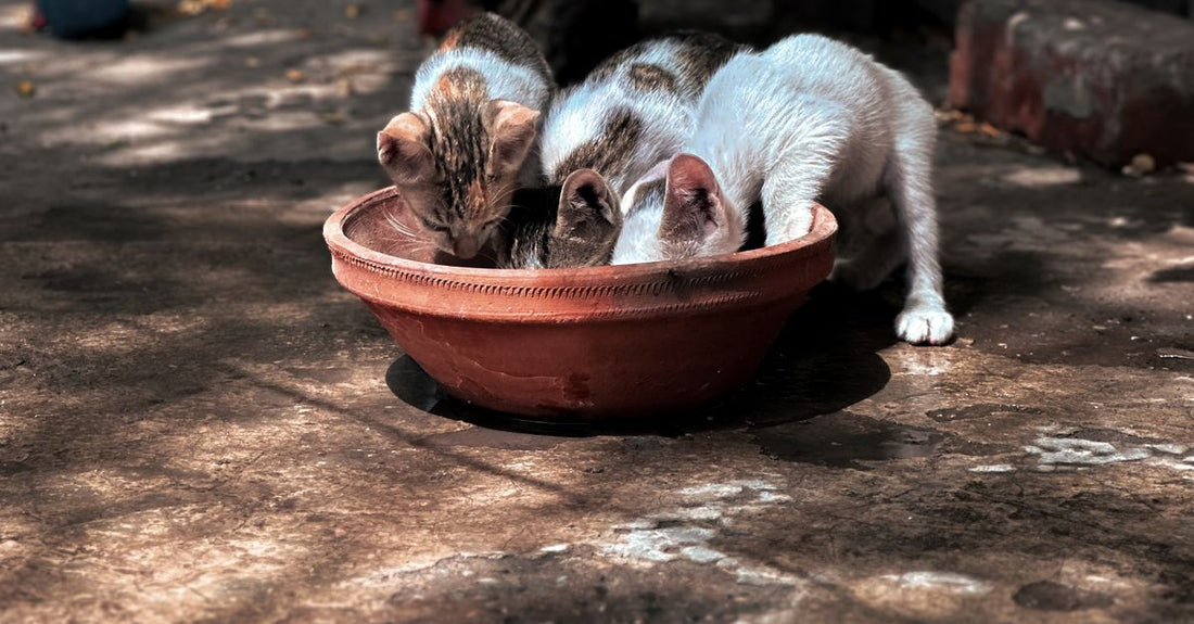 Three kittens drink water from a clay bowl under dappled sunlight on a warm day outdoors.