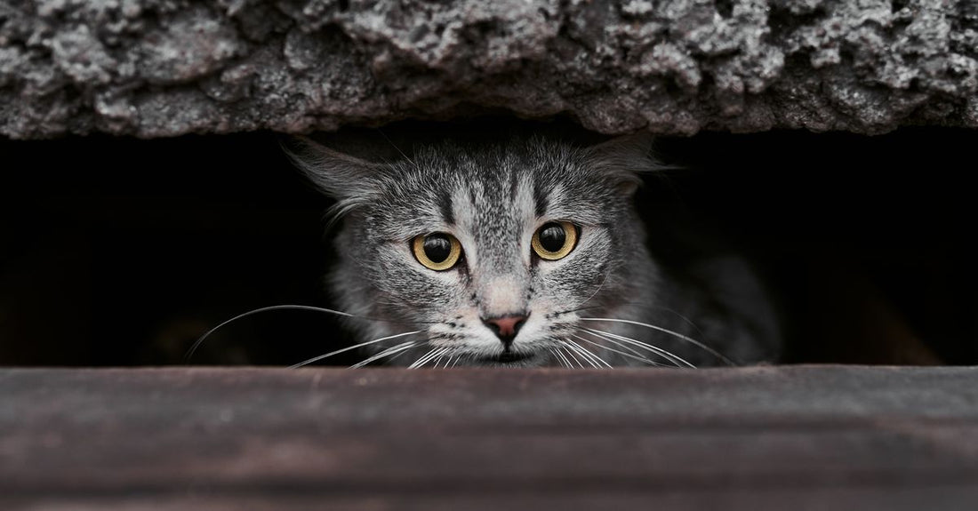 A tabby cat with striking yellow eyes peeks from a dark recess, creating a mysterious and engaging image.