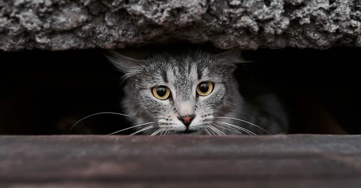 A tabby cat with striking yellow eyes peeks from a dark recess, creating a mysterious and engaging image.