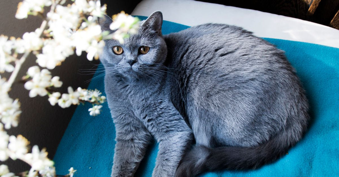 From above of adorable British Shorthair cat with gray fur lying on chair with textile in light room near branch with blooming flowers