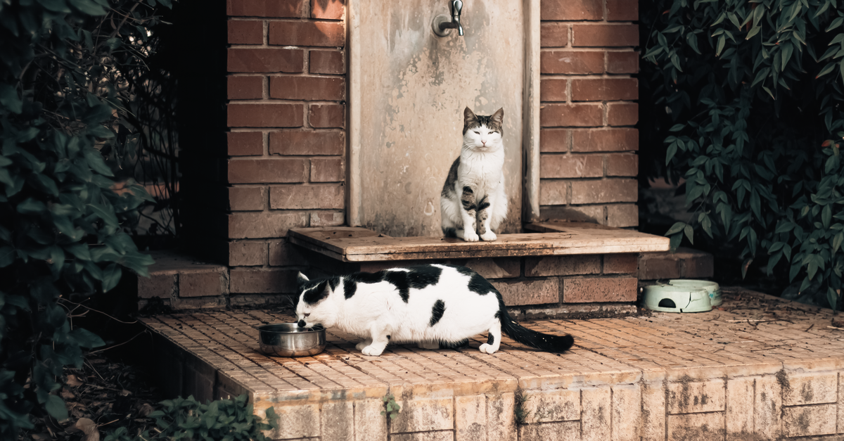 Two domestic cats relaxing by a rustic wall outdoors. Perfect for pet lovers.
