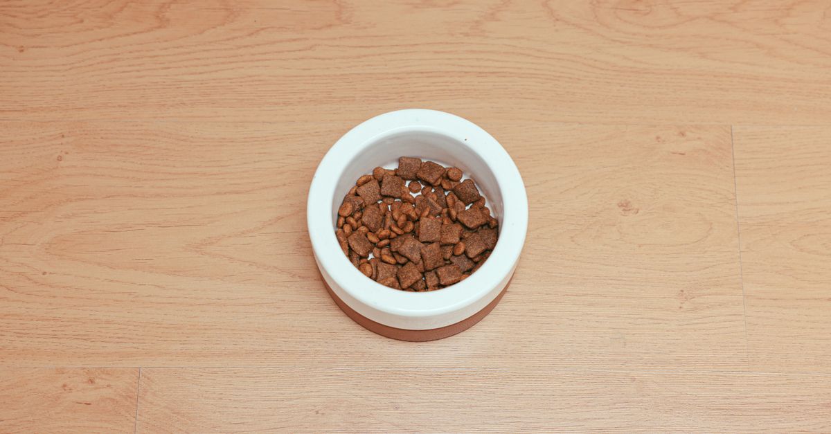 An overhead shot of dog food in a white bowl placed on a wooden floor, offering ample copy space.