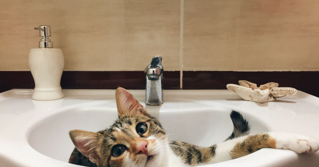 Cute tabby cat lounging comfortably in a bathroom sink, gazing curiously.