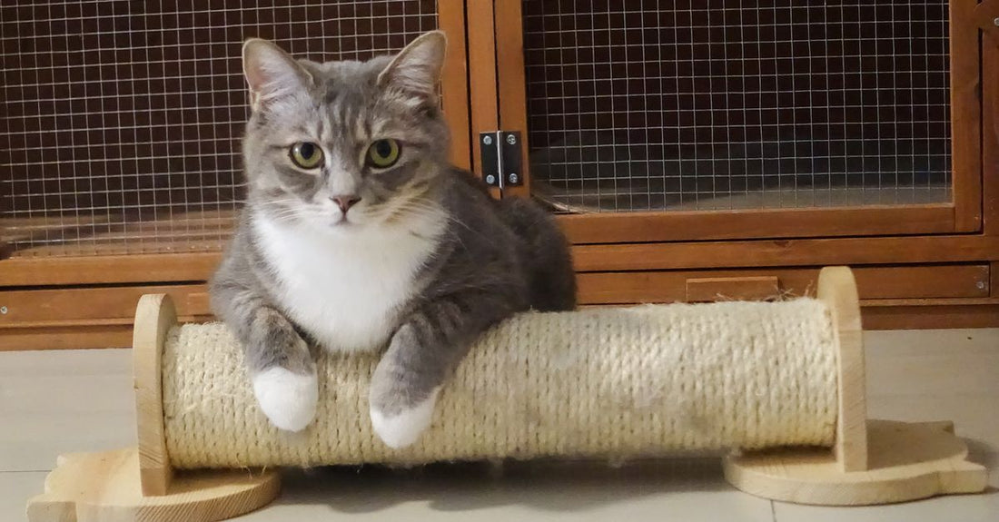 A cute grey and white tabby cat lounging on a wooden cat scratcher in an indoor setting.