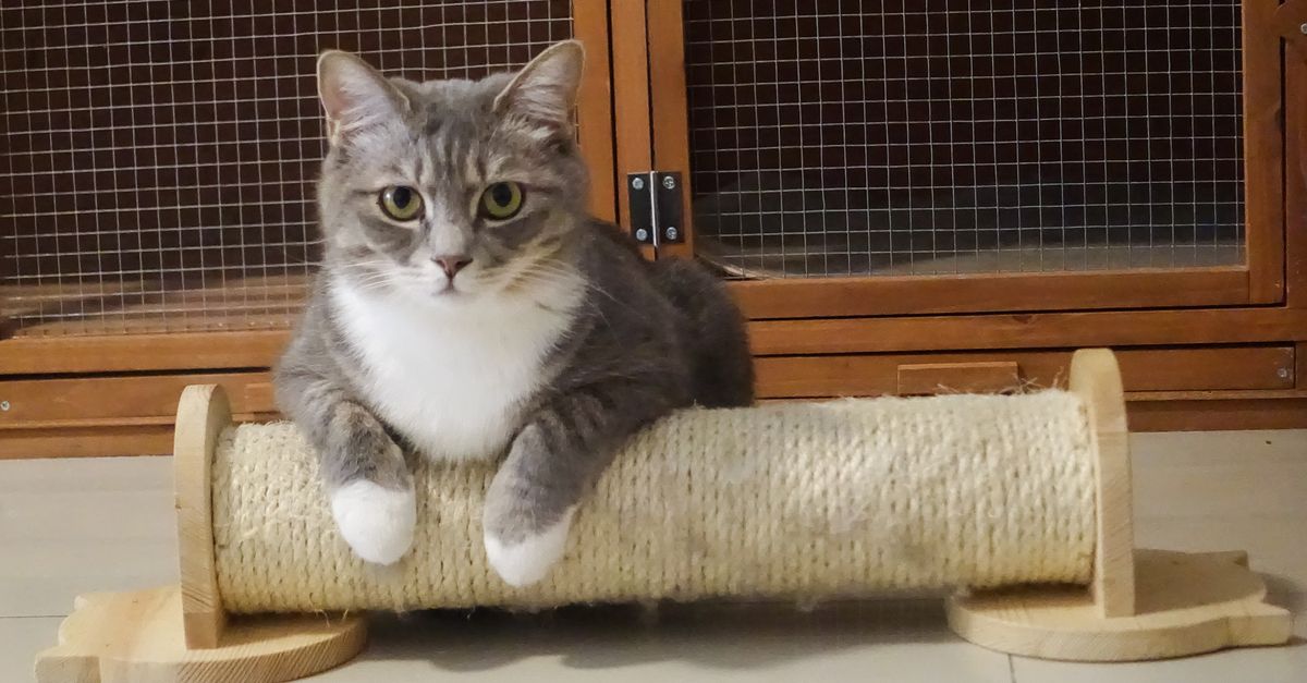 A cute grey and white tabby cat lounging on a wooden cat scratcher in an indoor setting.