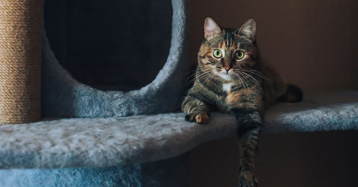 A content tabby cat lounges on a plush cat tree, casting a curious gaze indoors.